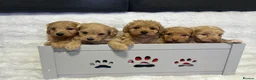 Maltipoo dogs for sale: 🧸Maltipoo F1 baby’s🤎 in Barking - Advert 7