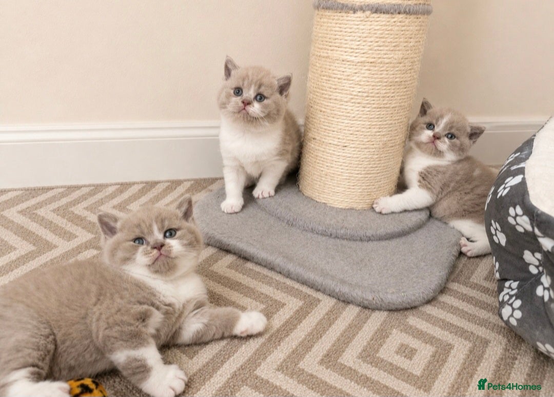 British Shorthair cats Exceptional Champion🏆 British Shorthair kitten - Advert 2