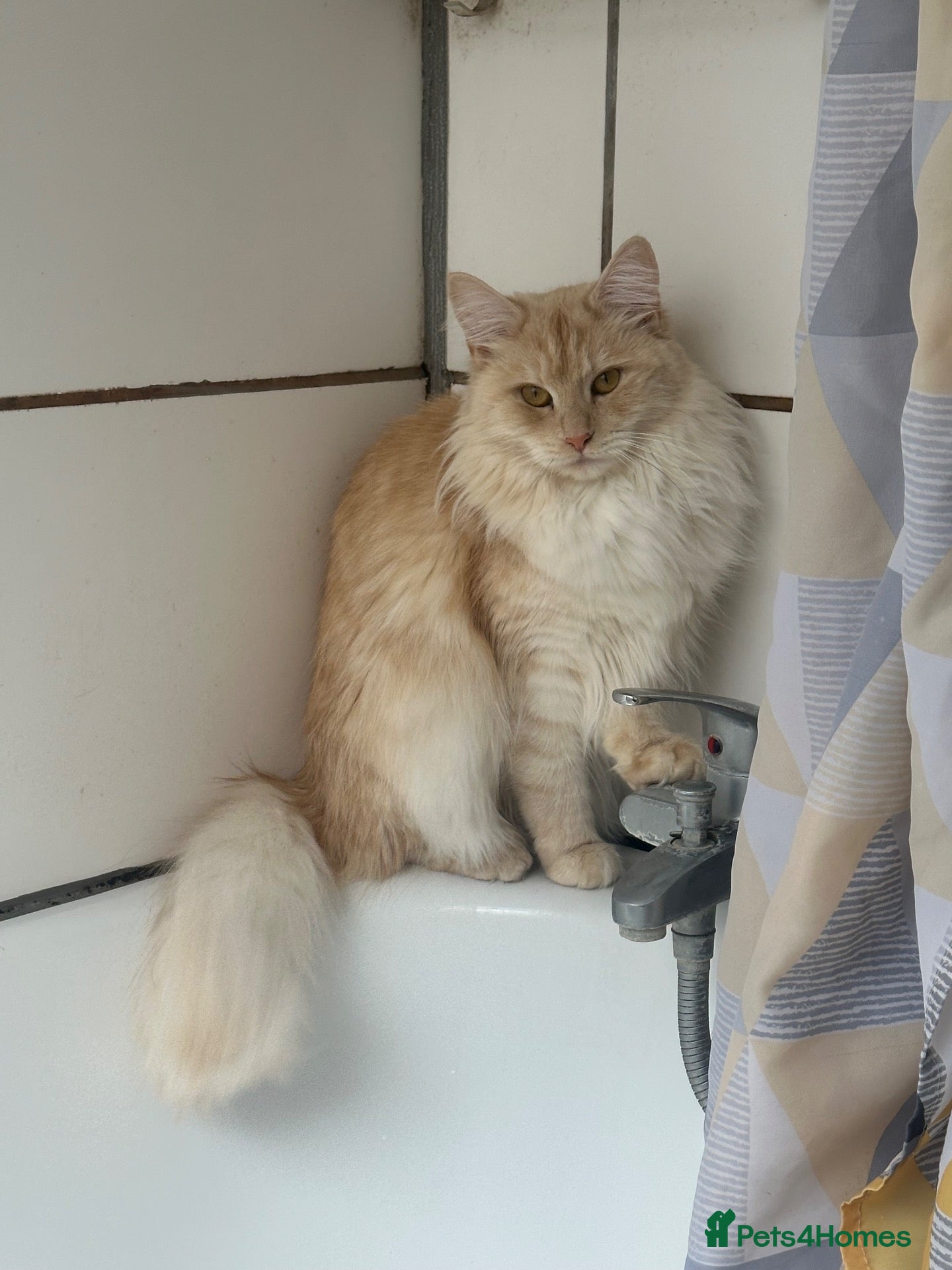 Maine Coon cats Female 2 year old Maine Coon for sale  - Advert 1
