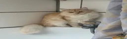 Maine Coon cats for sale: Female 2 year old Maine Coon for sale  - Advert 1