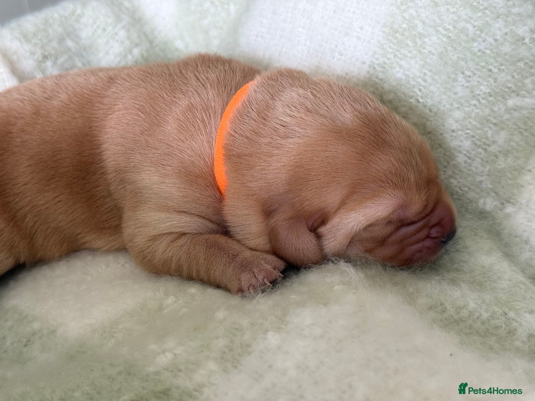 Labrador Retriever dogs for sale: Labrador pups service quality assured - Image 11