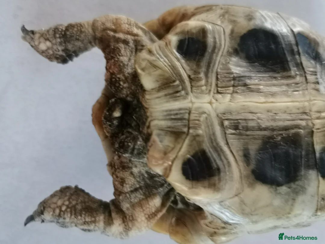 Tortoise reptiles for sale: Herman's tortoise - Advert 8