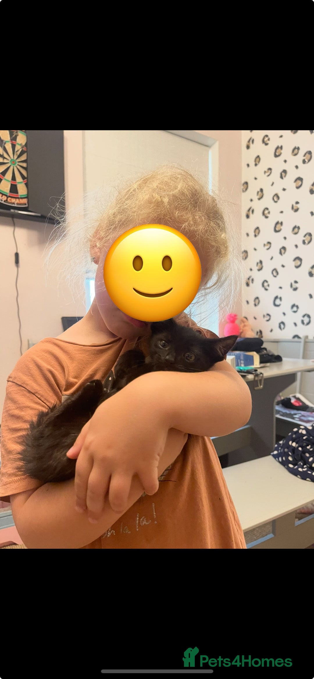 Bombay cats for sale: 2 black male kittens - Image 2