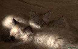 Siberian cats for sale: Litter "W" Neva Masquerade - Image 14