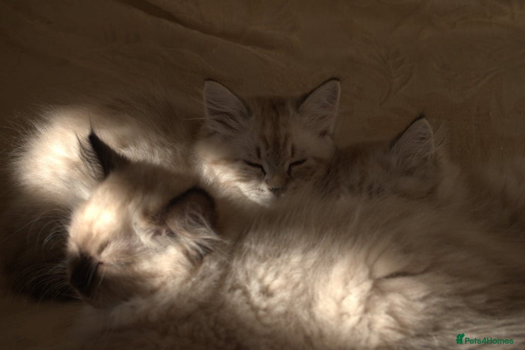 Siberian cats for sale: Litter "W" Neva Masquerade - Image 14
