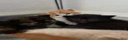 Mixed Breed cats for sale:     Healthy Playful Kittens - Advert 29