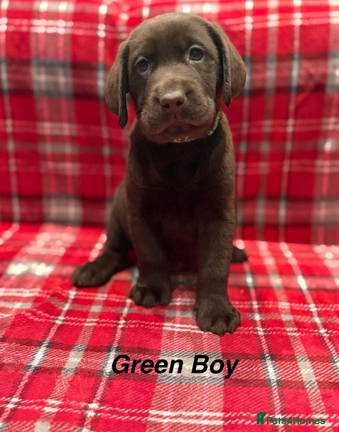 Labrador Retriever dogs for sale: Beautiful KC Chocolate Labrador Retriever puppies - Advert 12