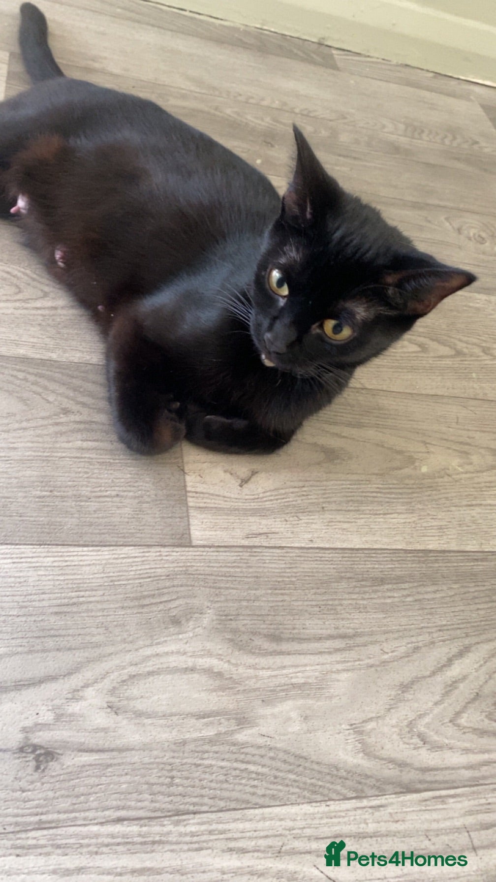 Mixed Breed cats Mixed breed kittens  - Advert 1