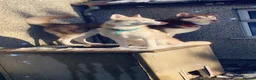 Siberian Husky dogs for sale: Beautiful Siberian husky all boys ready to go - Advert 1