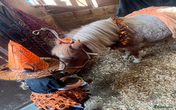 Welsh Section A horses for sale: Toni The Pony 10.3hh Mare 🦄 - Image 8