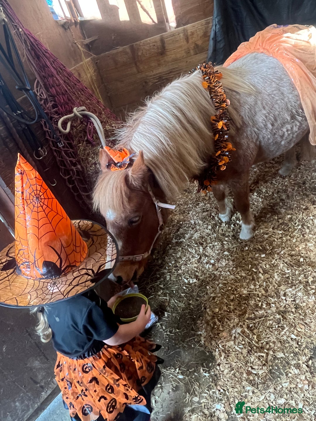Welsh Section A horses for sale: Toni The Pony 10.3hh Mare 🦄 - Image 8