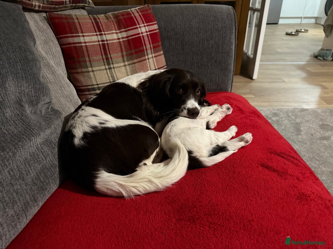 Sprocker dogs for sale: Exceptional F1B Sprocker puppy-male  - Advert 22