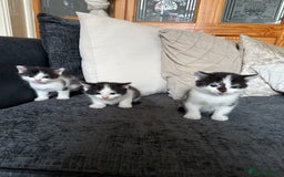 British Shorthair cats for sale: British shorthair mixed kittens  - Image 4