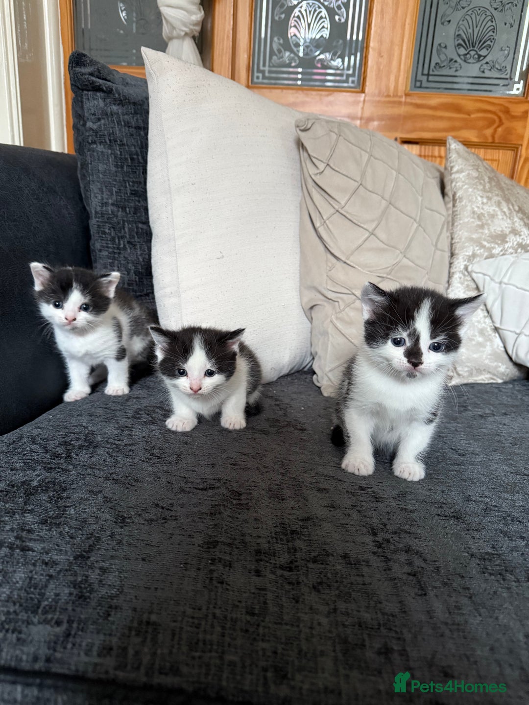 British Shorthair cats for sale: British shorthair mixed kittens  - Image 4