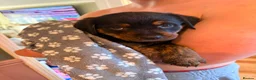 Mixed Breed dogs for sale: Rottweiler/ Retriver mix  - Advert 2