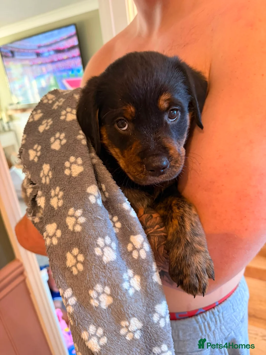 Mixed Breed dogs for sale: Rottweiler/ Retriver mix  - Advert 2