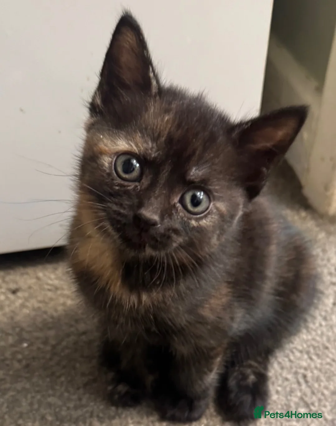 British Shorthair cats for sale: Beautiful female kitten for sale  - Advert 2
