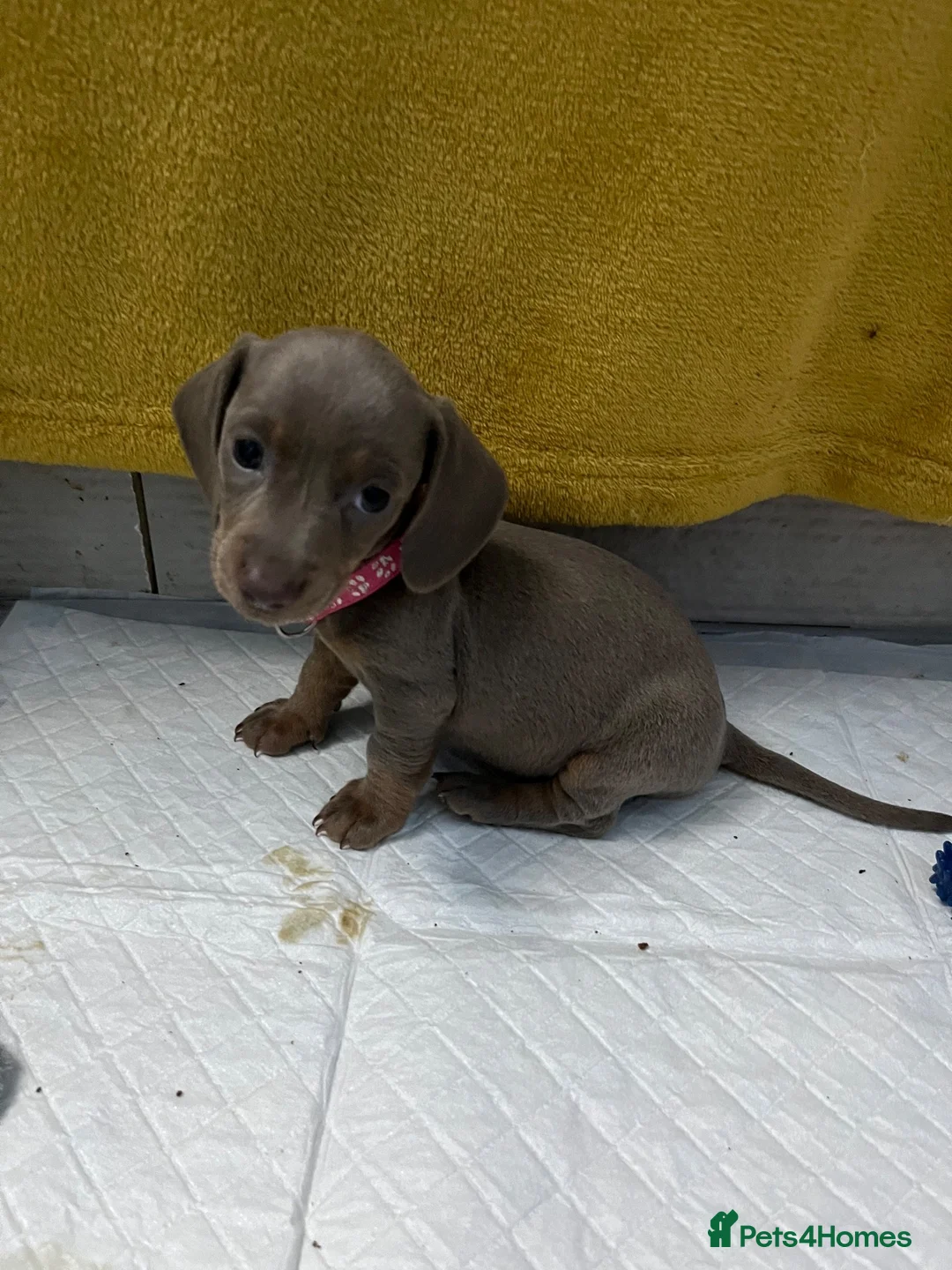 Dachshund dogs for sale: Miniature dachshunds - Advert 1