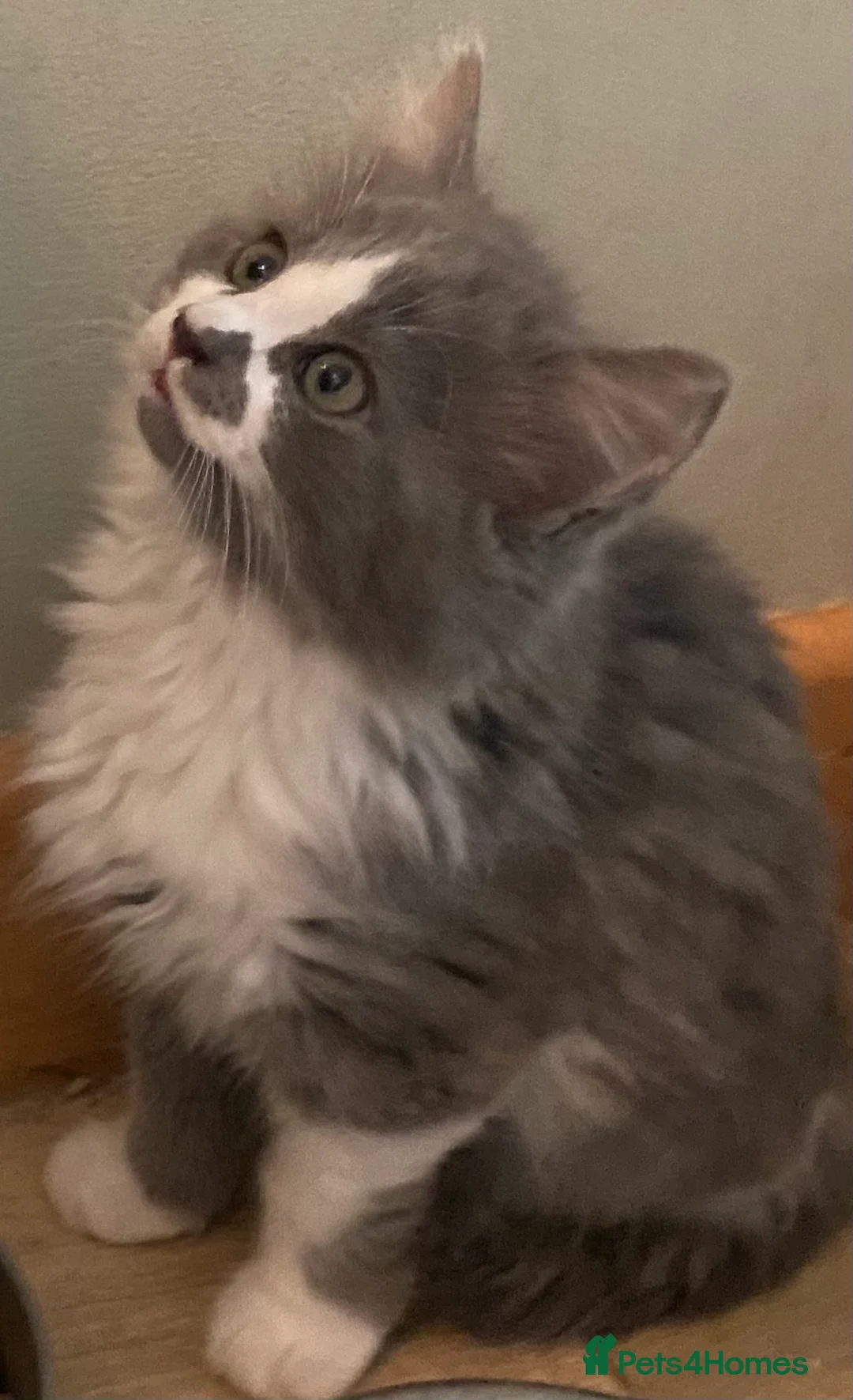 Mixed Breed cats for sale: Beautiful fluffy kittens available  - Advert 11