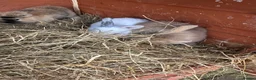 Dwarf Lop rabbits for sale: Dwarf bunnies - Advert 3