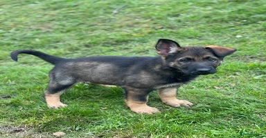 German Shepherd dogs - Advert 5