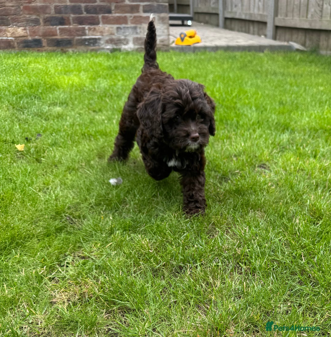 Cavapoo dogs for sale: F1 Cavapoo pups girls ready to leave now . - Image 17