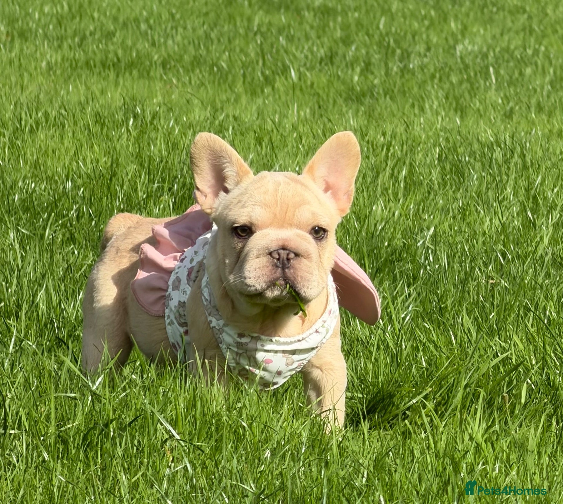 French Bulldog dogs for sale:  French bulldog puppies/Health Tested Parent - Advert 2