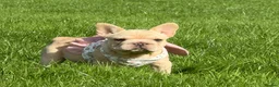 French Bulldog dogs for sale:  French bulldog puppies/Health Tested Parent - Advert 1
