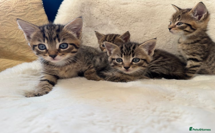Mixed Breed cats - Advert 1