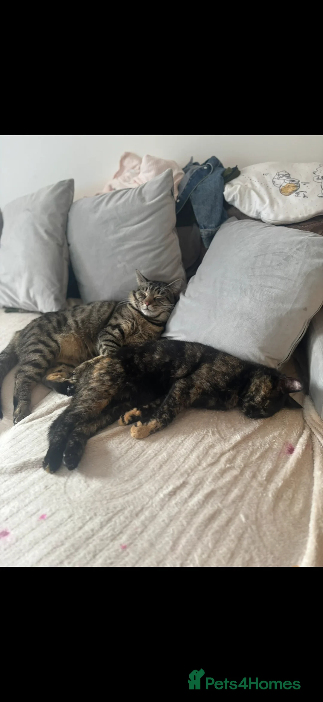 Domestic Shorthair cats for sale: Tassia Thomas - Advert 14