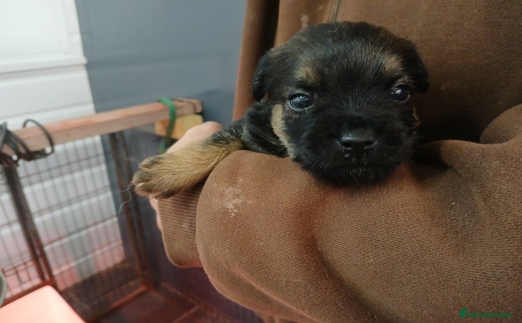 Border Terrier dogs - Advert 1