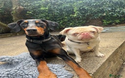 Dobermann dogs for sale: Sweet Doberman Girlie ❤️(price negotiable) - Image 4