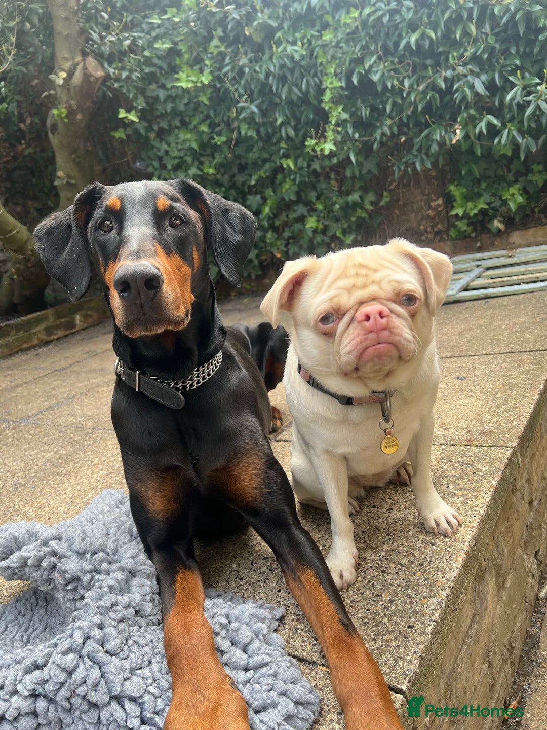 Dobermann dogs for sale: Sweet Doberman Girlie ❤️(price negotiable) - Image 4