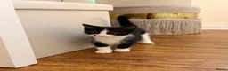 Mixed Breed cats for sale: Tuxedo Female Kitten  - Advert 5