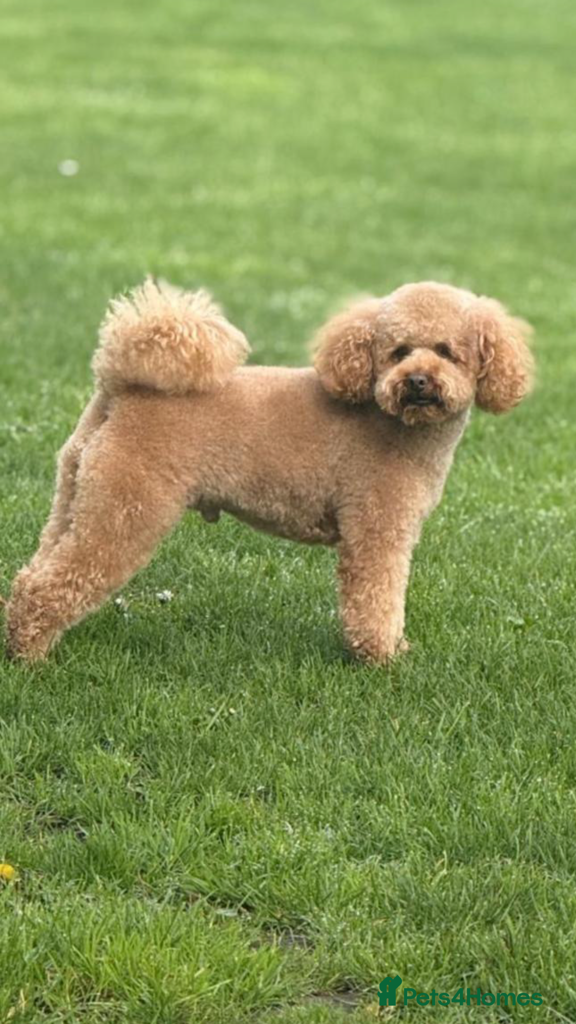 Toy Poodle dogs Proven Toy Poodle For Stud - Advert 8