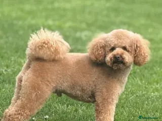 Toy Poodle dogs Proven Toy Poodle For Stud - Advert 8