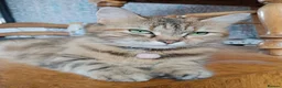 Mixed Breed cats for sale: Fluffy tabby girl kittens - Advert 8