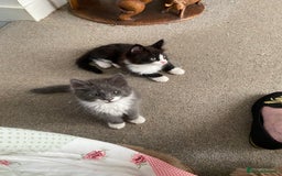 Norwegian Forest Cat cats for sale: Norwegian Forest X BSH - Image 11