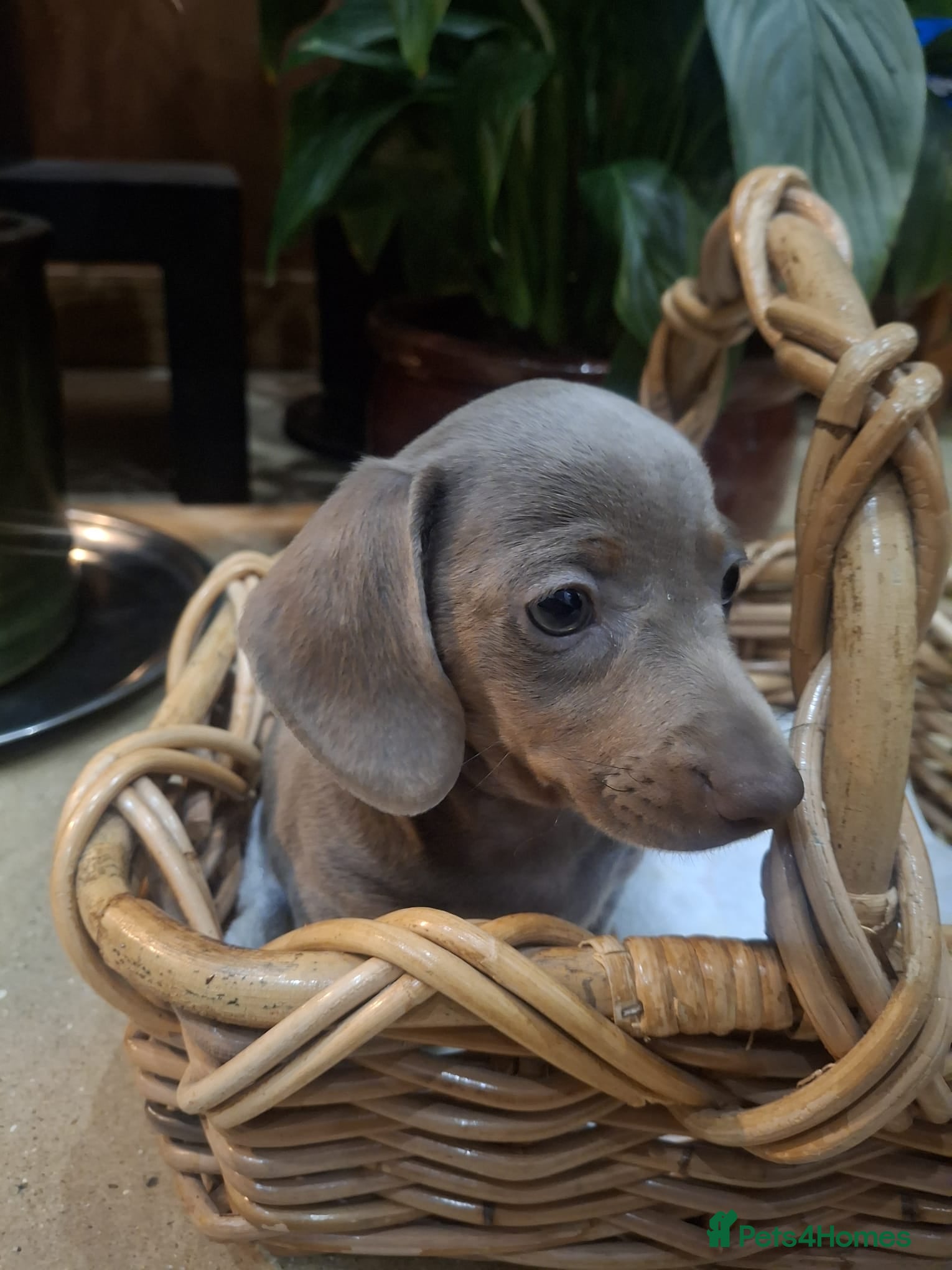 Miniature Dachshund dogs Mini dachshund  - Advert 3