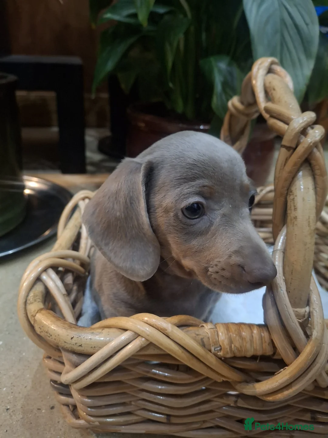 Miniature Dachshund dogs for sale: Mini dachshund  in Walsall - Advert 8