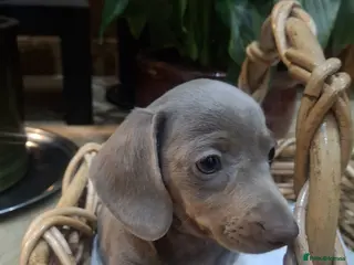 Miniature Dachshund dogs Mini dachshund - Advert 3