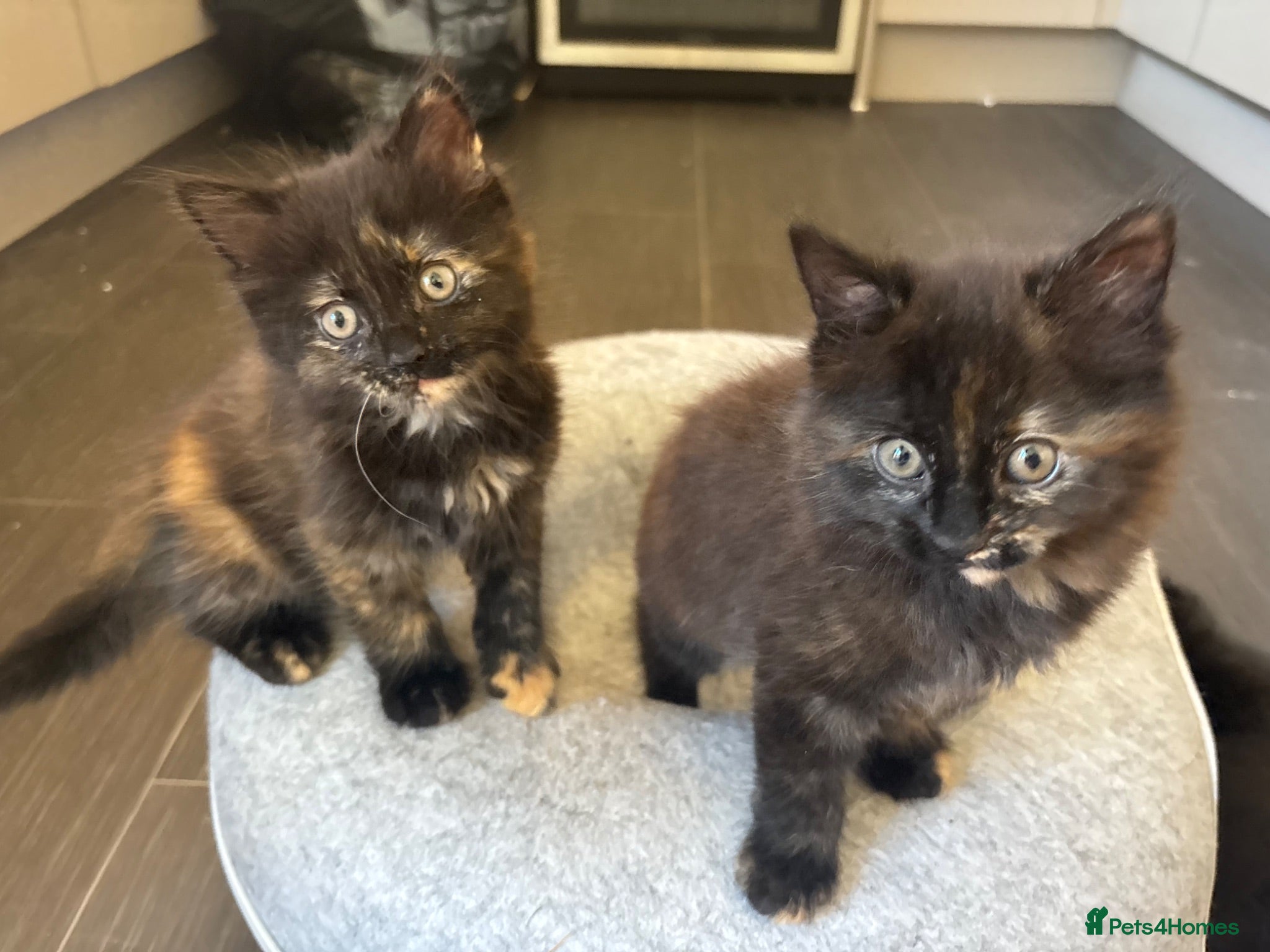 Mixed Breed cats Two cute kittens  - Advert 4