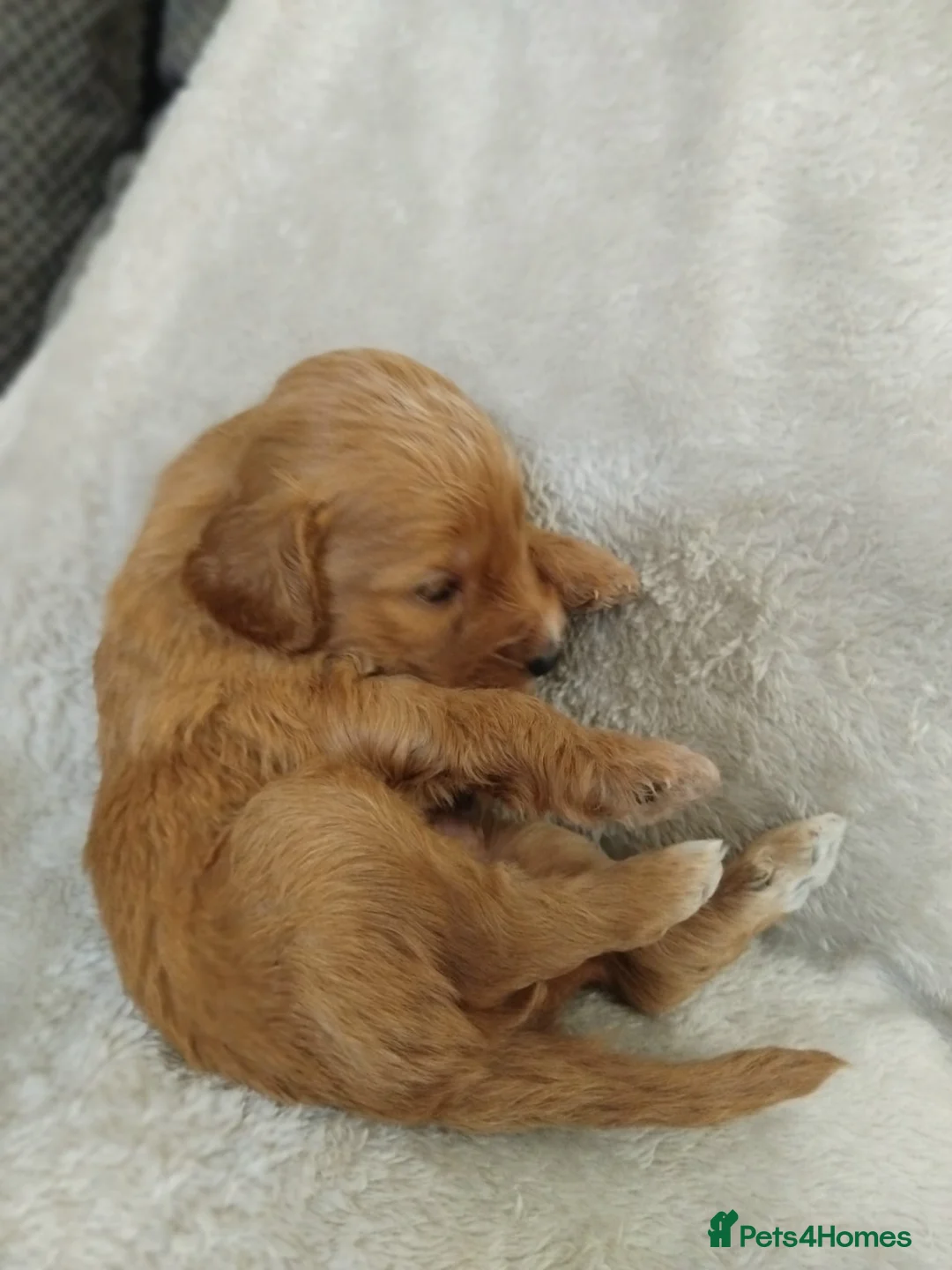 Cockapoo dogs for sale: Cockapoo puppies - Advert 6