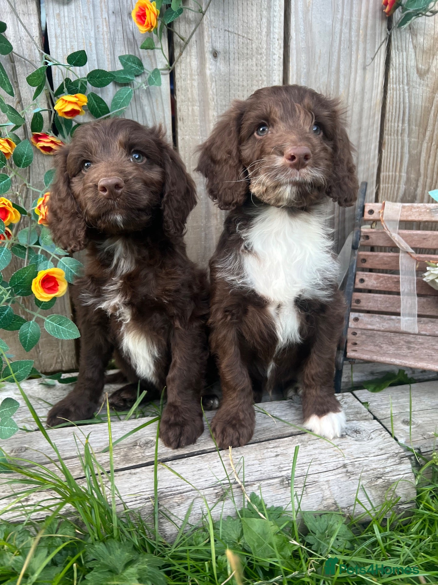 Sproodle dogs Rare Miniature Sproodle Chocolate  Puppies  - Advert 1