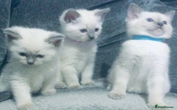 British Shorthair cats for sale:  Ragdoll x British shorthair kittens  - Image 4