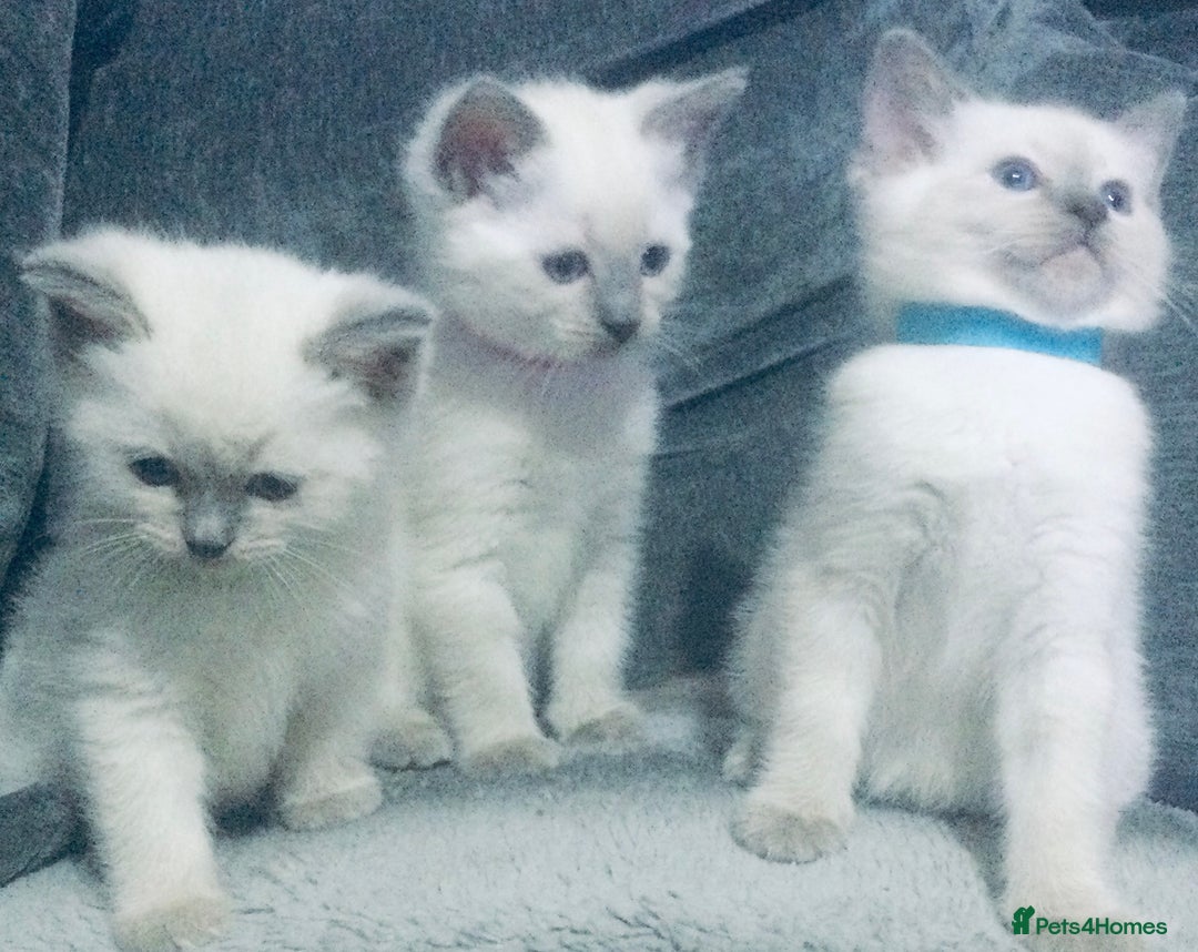 British Shorthair cats for sale:  Ragdoll x British shorthair kittens  - Image 4