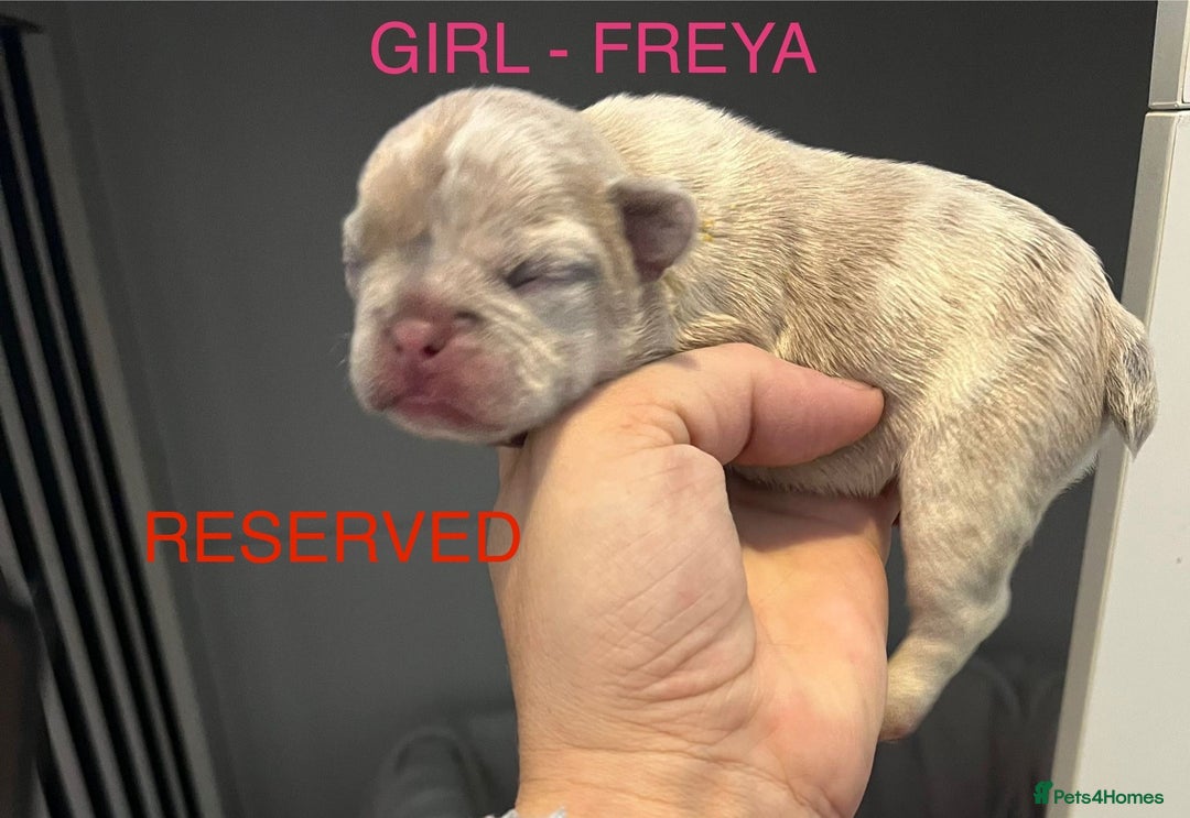 French Bulldog dogs for sale: 1 GIRL REMAINING FROM LITTER OF 5 FRENCH BULLDOGS  - Advert 7