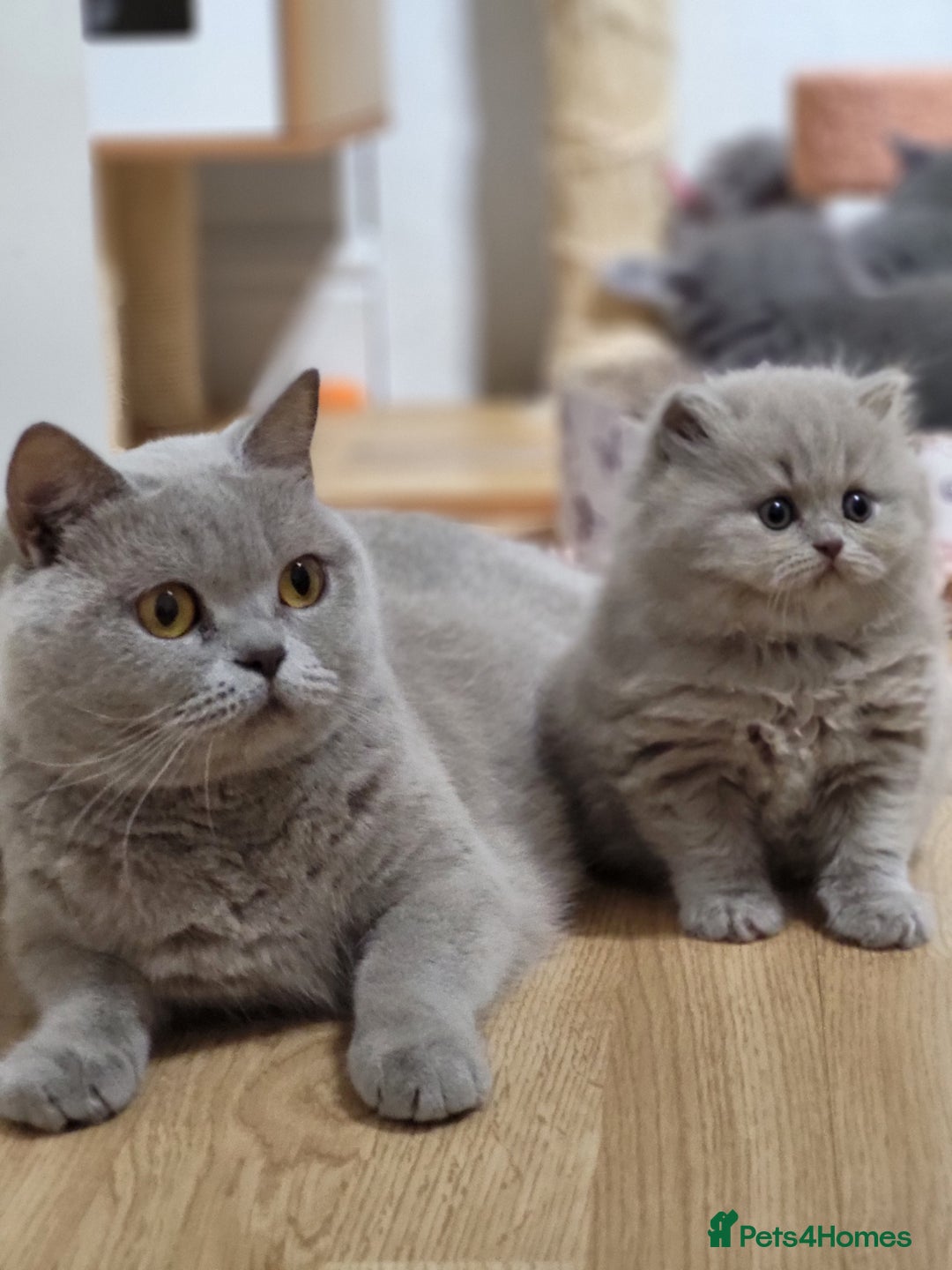 British Longhair cats for sale: GCCF Registered British Longhair kittens - Image 3