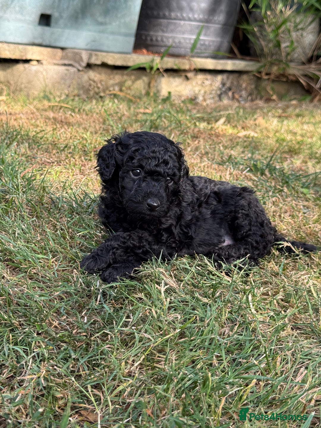 Miniature Poodle dogs for sale: DNA Health tested.Miniature KC Poodle Puppies - Image 11