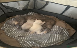 British Shorthair cats for sale: British shorthair kittens - Image 1
